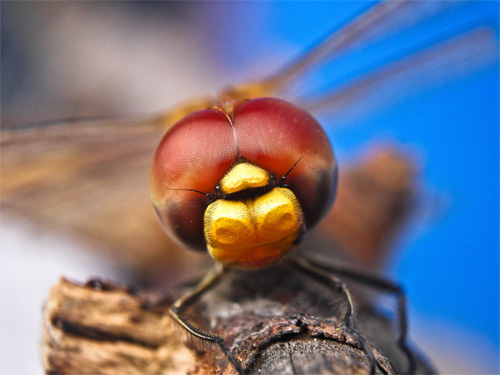 macro photography concepts