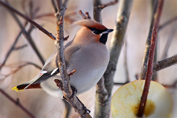 bird photography