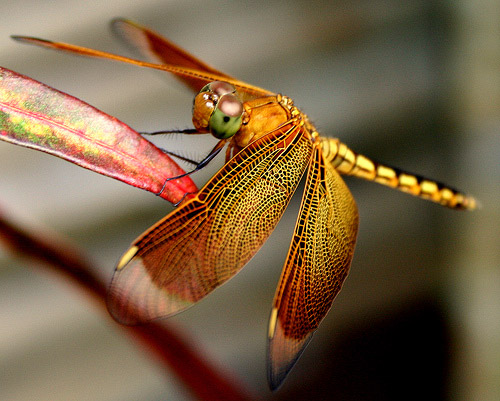 dragonfly photography tips