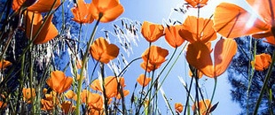 Tips for Better Flower Photography
