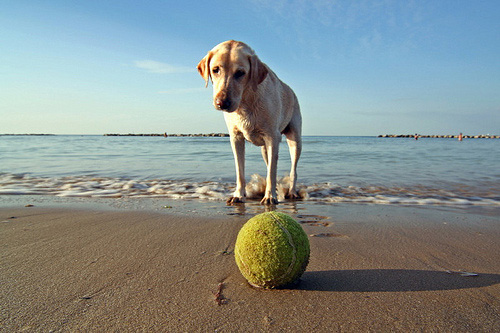 pet photography tips