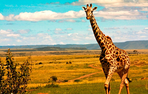wildlife safari photography tips