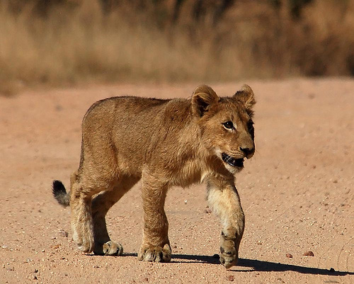 accessories for safari photos