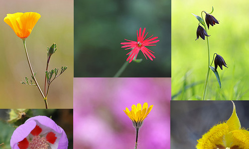 ebook on wildflower photography