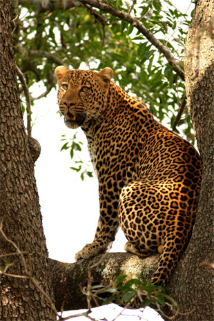THE FIVE “P’S” OF BETTER WILDLIFE PHOTOGRAPHY