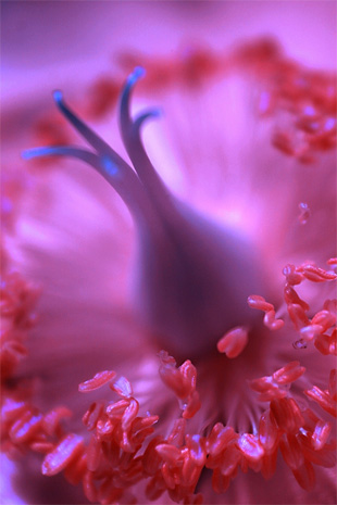 macro print tips