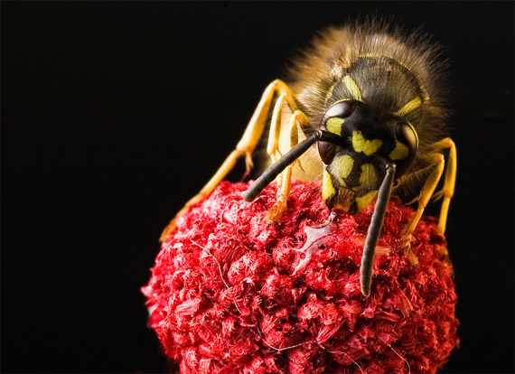 close-up photography