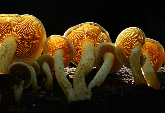 fungi-mushroom mushroom photography