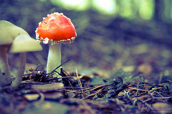fungi-mushroom3 tips for mushroom photography