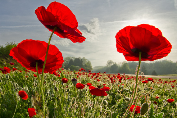 garden-flower garden photography tips