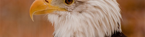 How to Easily Photograph Wildlife