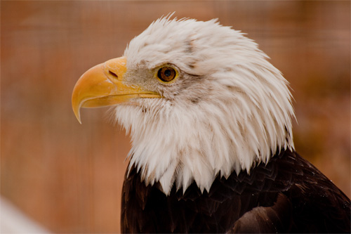 HOW TO EASILY PHOTOGRAPH WILDLIFE