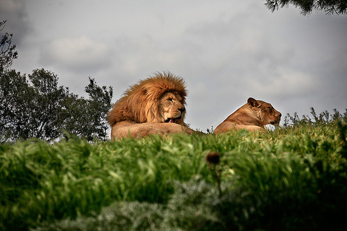 wildlife photography