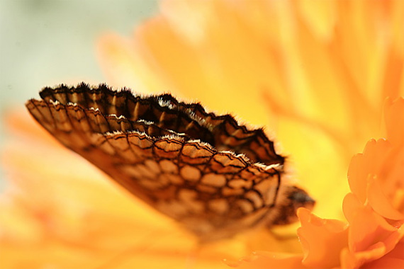 taking butterfly pictures