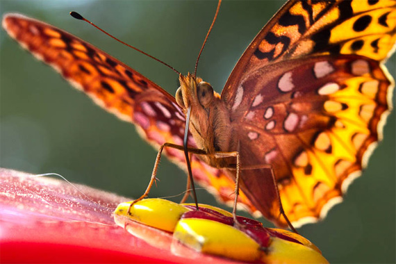 colourful insect