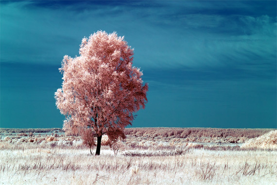 infrared photography