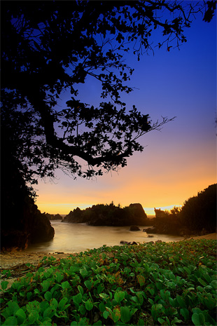 low landscape photo
