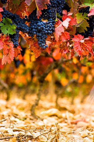 vineyard photo