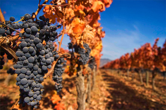 vineyard photography tips