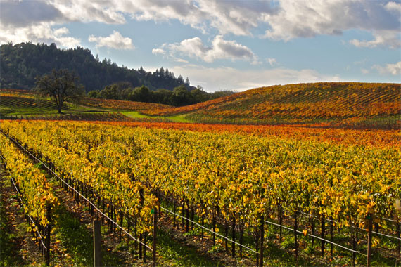 grape vine photography
