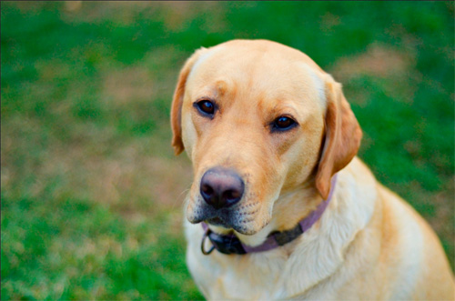 pet photos