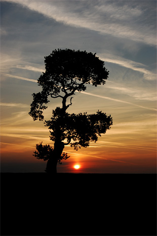 tree photography tips