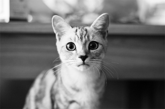 kitten photography