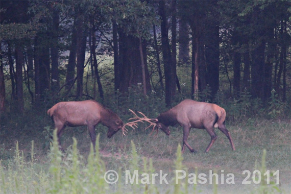 capturing photos of wildlife