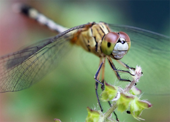 macro photography lens