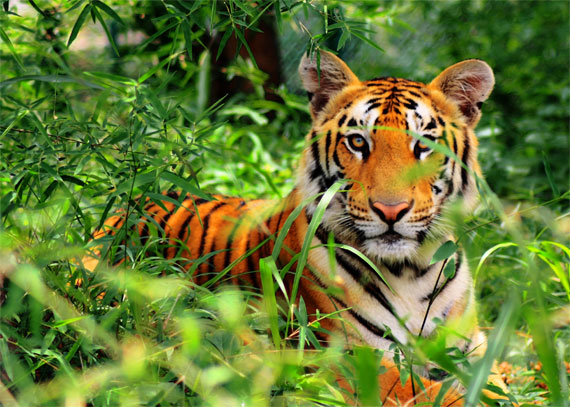 wildlife tiger photo