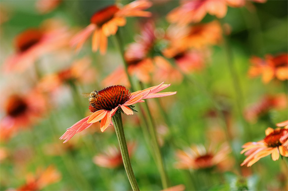 taking photos in the garden