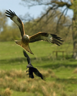 wildlife photography preparation