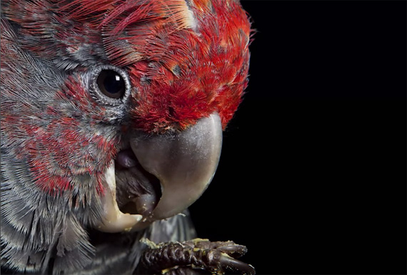 photos of parrots