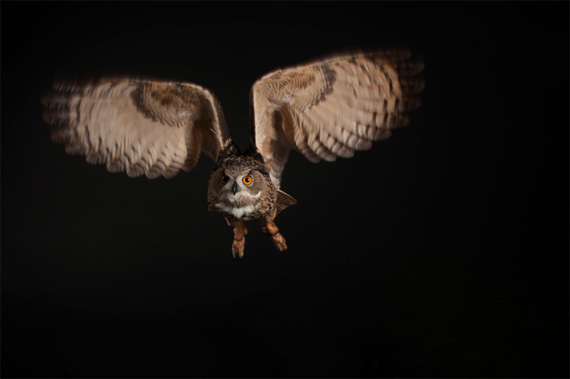 flying owl photo