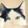 Cat Photography