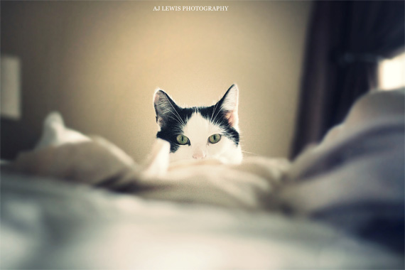 Photography Tips – Cat Photography