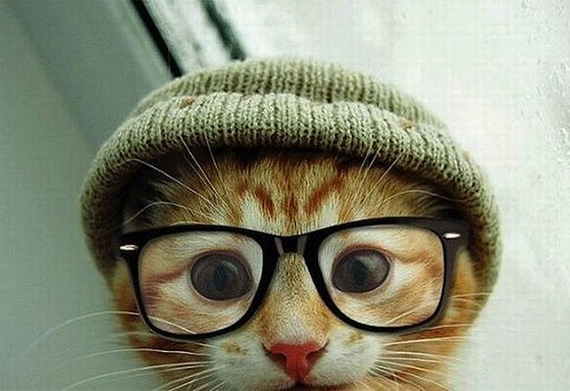 candid cat picture