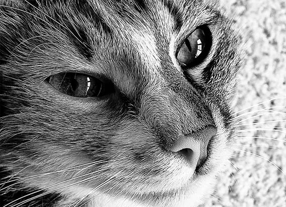 photos of cats