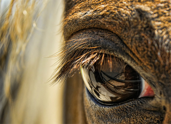 What is the best option for taking a macro photography