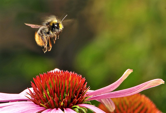 bee and flower