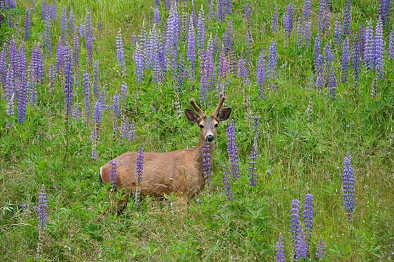 deer and wild flowers