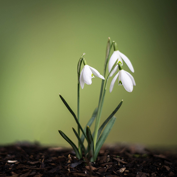 snowdrops