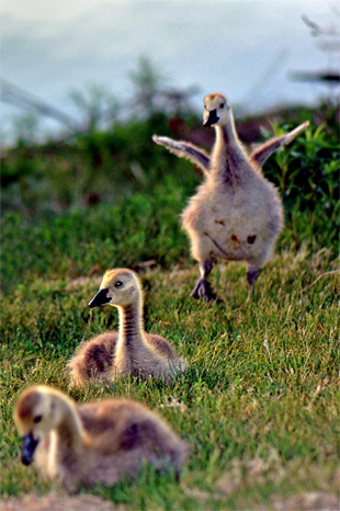 duck photo