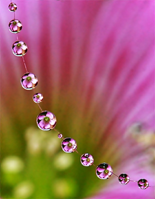 dew drop photography