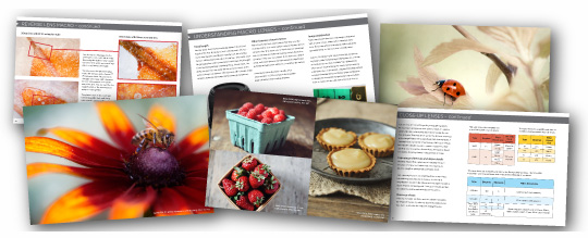 macro photography training