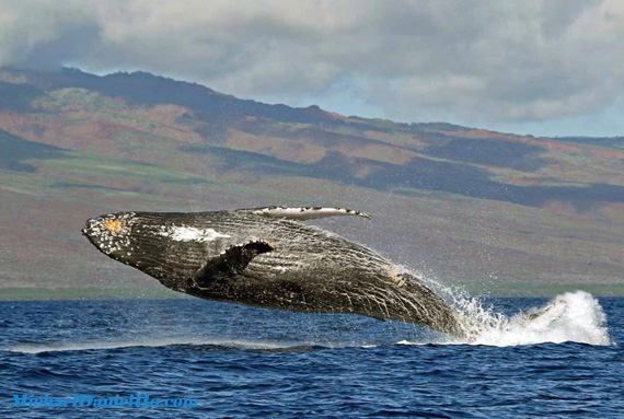 photograph whales