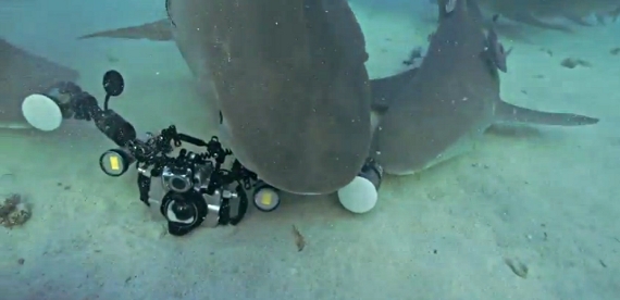 photographing sharks