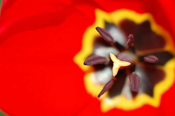 tulip macro photo