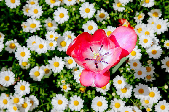 tulip in a flower bed