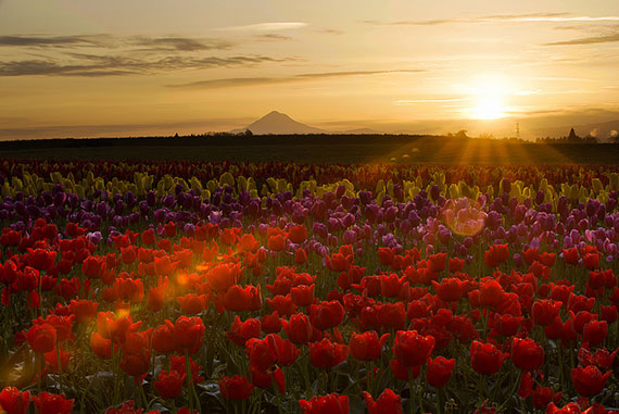 tulip landscape shot